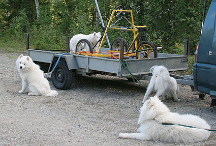 Yena's inspecting the cart!