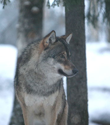 husky puppies playing in snow. Puppies Playing In The Snow. Puppies In Snow. the puppies